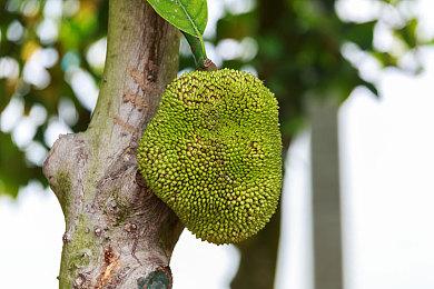 小品级模拟经营《南之町》8月15日登陆NS 获特别好评